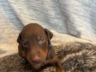 Doberman Pinscher dogs Leo - Ad 10