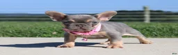 French Bulldog dogs for sale: Tansy - Ad 2