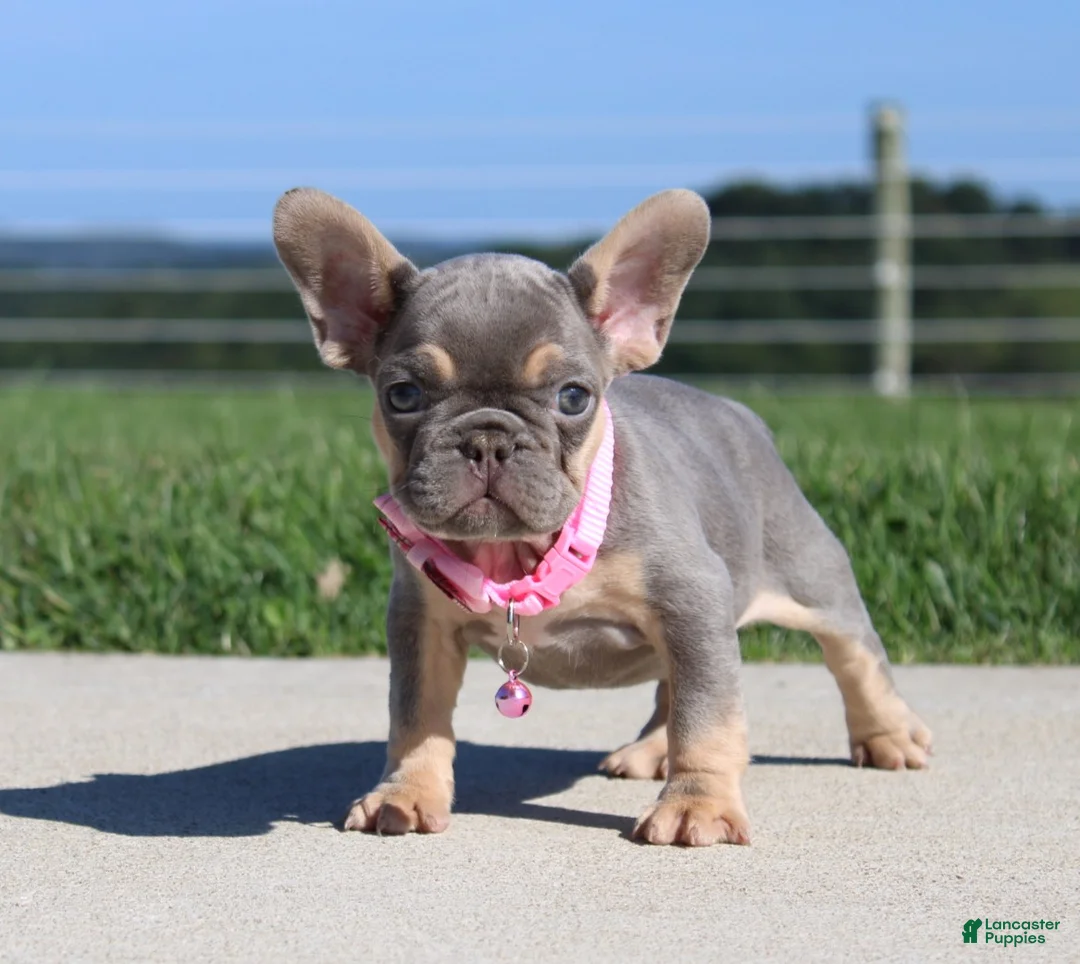 French Bulldog dogs for sale: Tansy - Ad 2