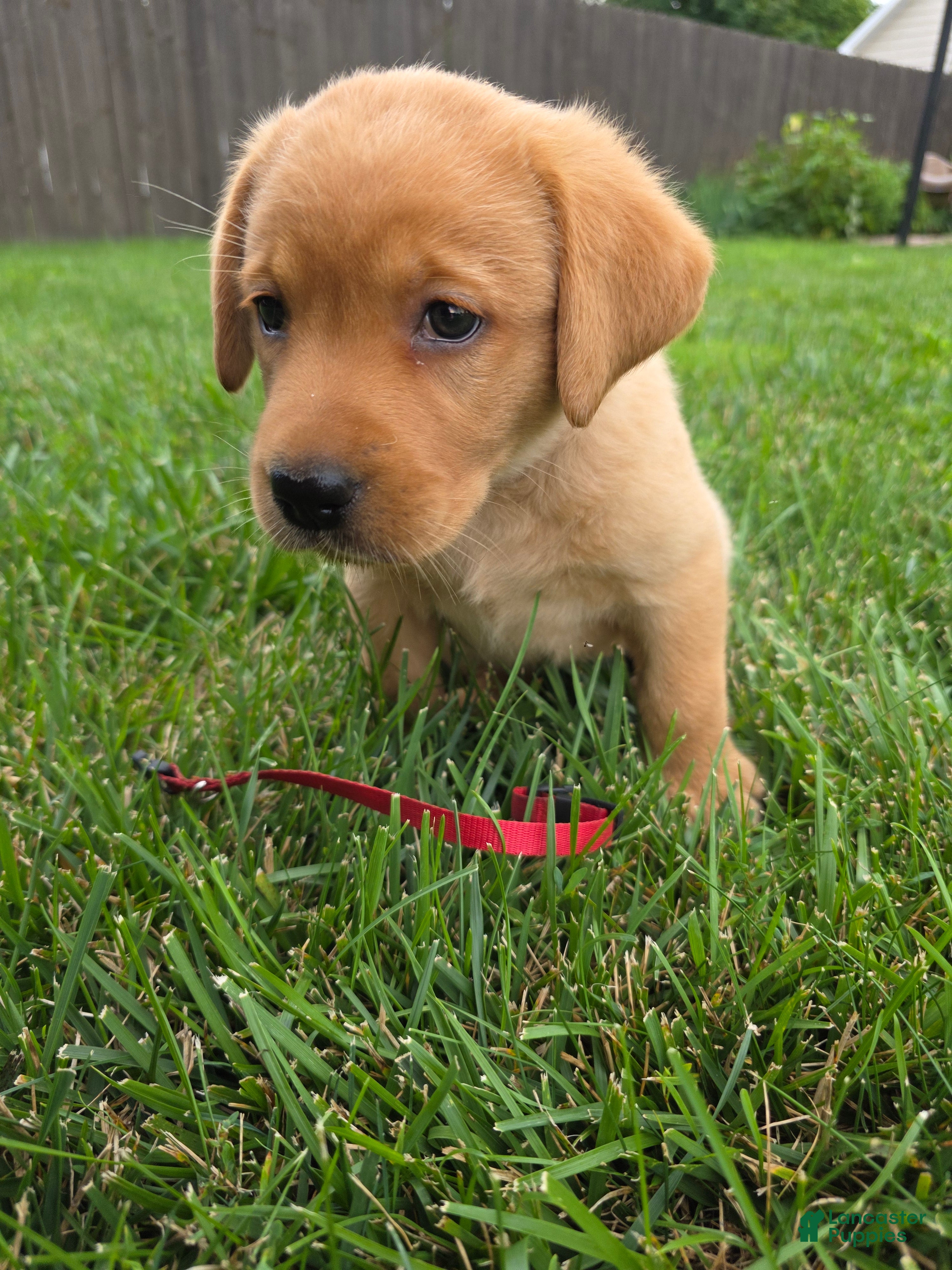 Labrador Retriever dogs Helen ♥️ Fox Red English Lab  - Ad 1