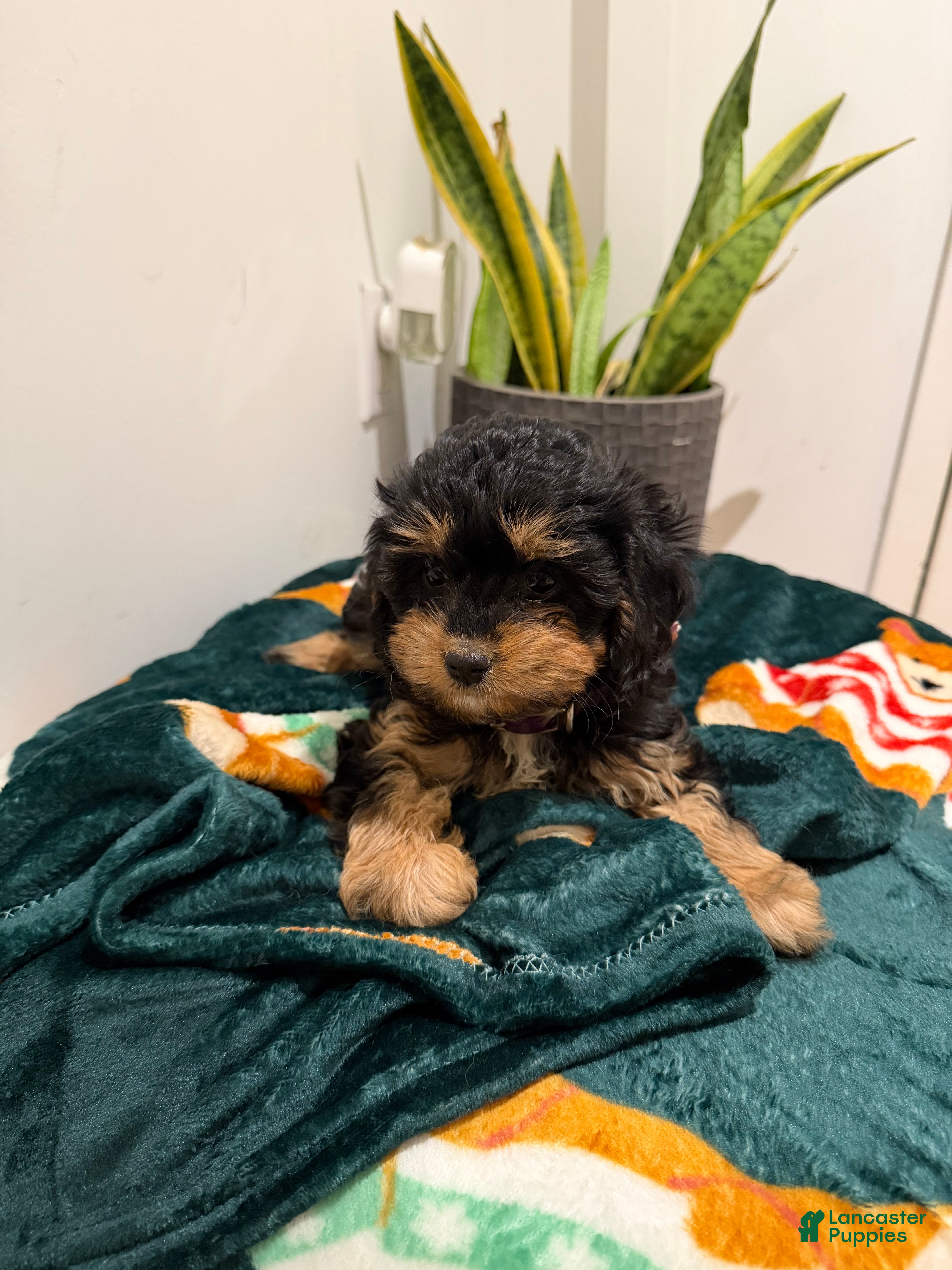 Cavapoo dogs Joy - Ad 18