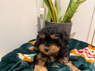 Cavapoo dogs Joy - Ad 24