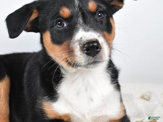 Mixed Breed dogs - Ad 6