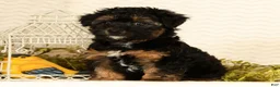 Yorkiepoo dogs for sale: Patriot - Ad 4