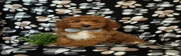 Cockapoo dogs for sale: Nikos Hypoallergenic - Ad 3