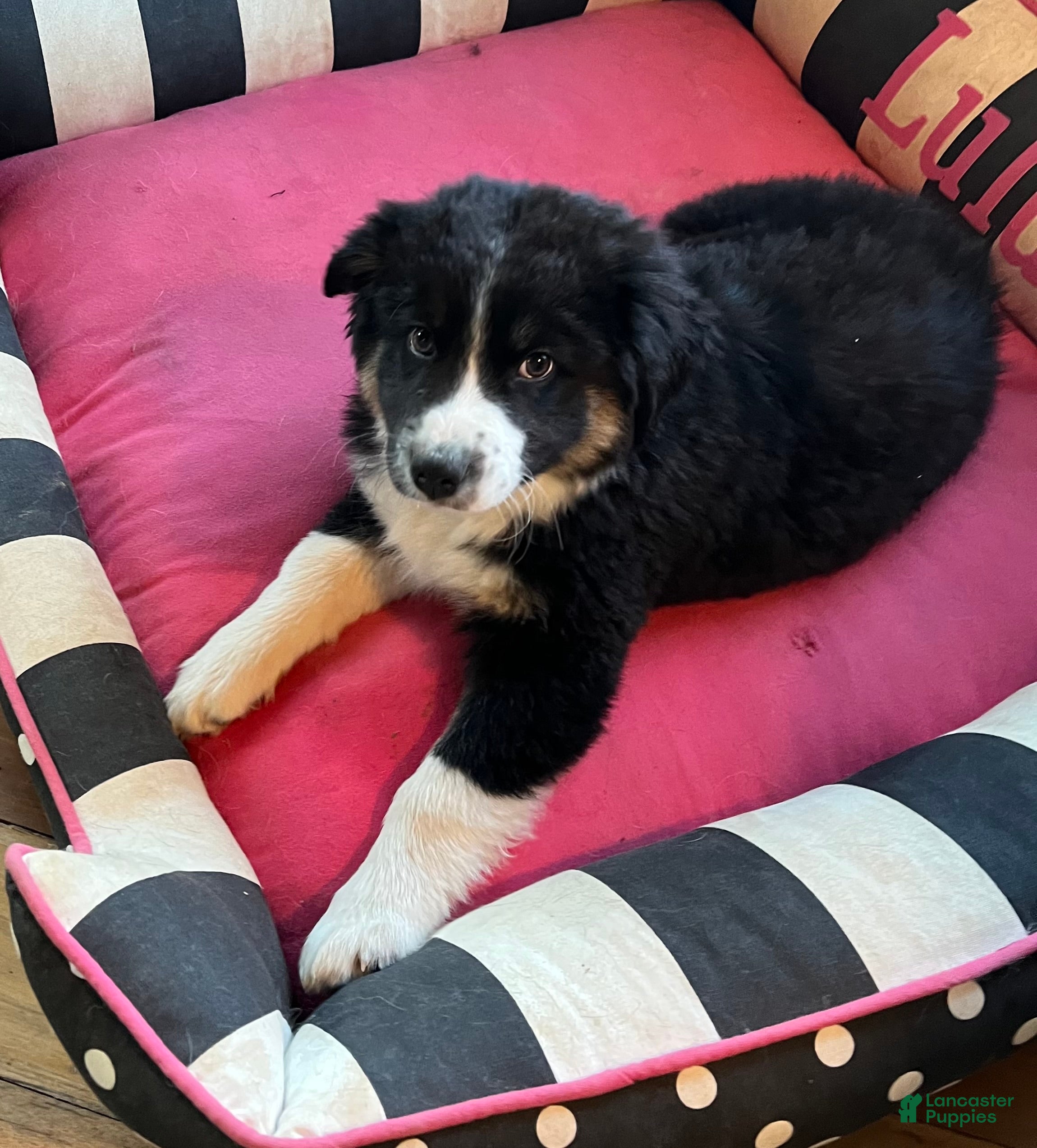 Australian Shepherd dogs Ross - Ad 1