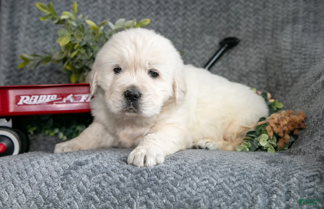 Golden Retriever dogs for sale: Sam - Ad 2