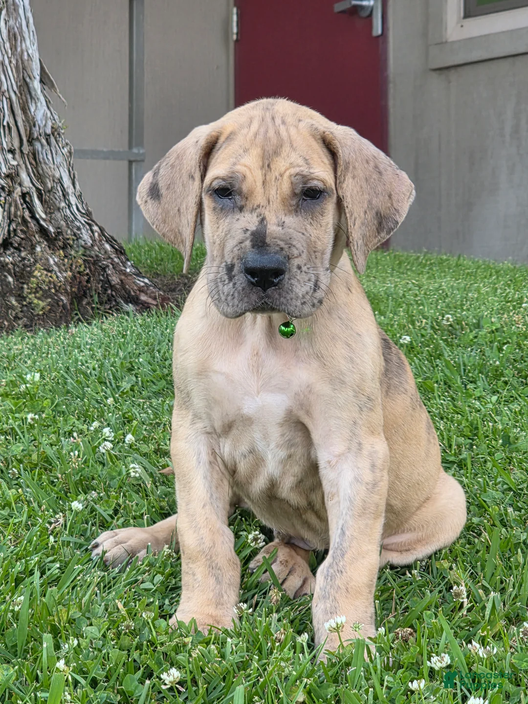 Great Dane dogs for sale: Schofield - Ad 2