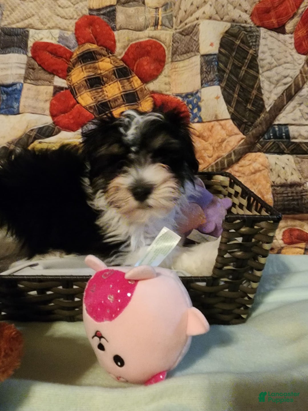 Gallery Image {{count}}