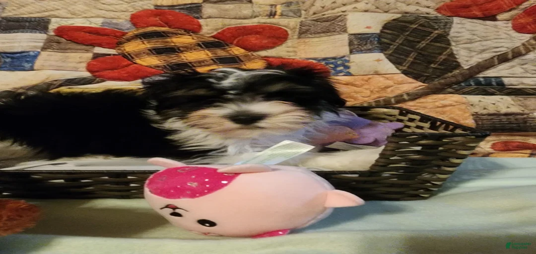 Gallery Image {{count}}