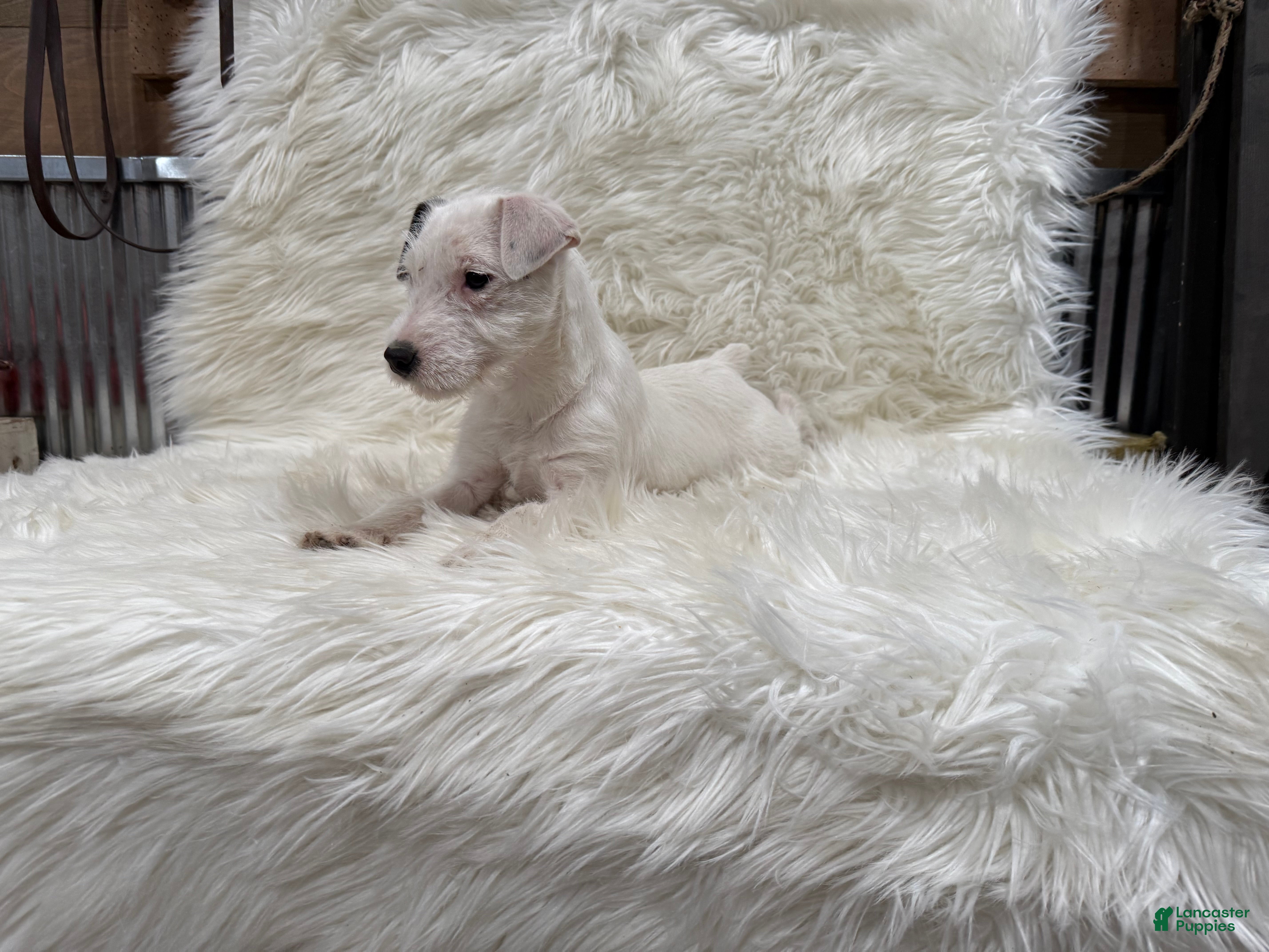 Jack Russell Terrier dogs Snow White Puppy 2 - Ad 2