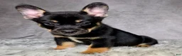 Mixed Breed dogs for sale: Mr. Hunter  - Ad 2