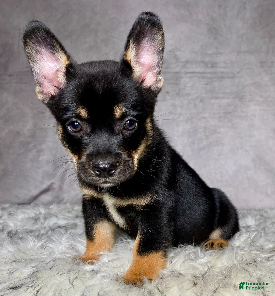 Mixed Breed dogs for sale: Mr. Hunter  - Ad 2