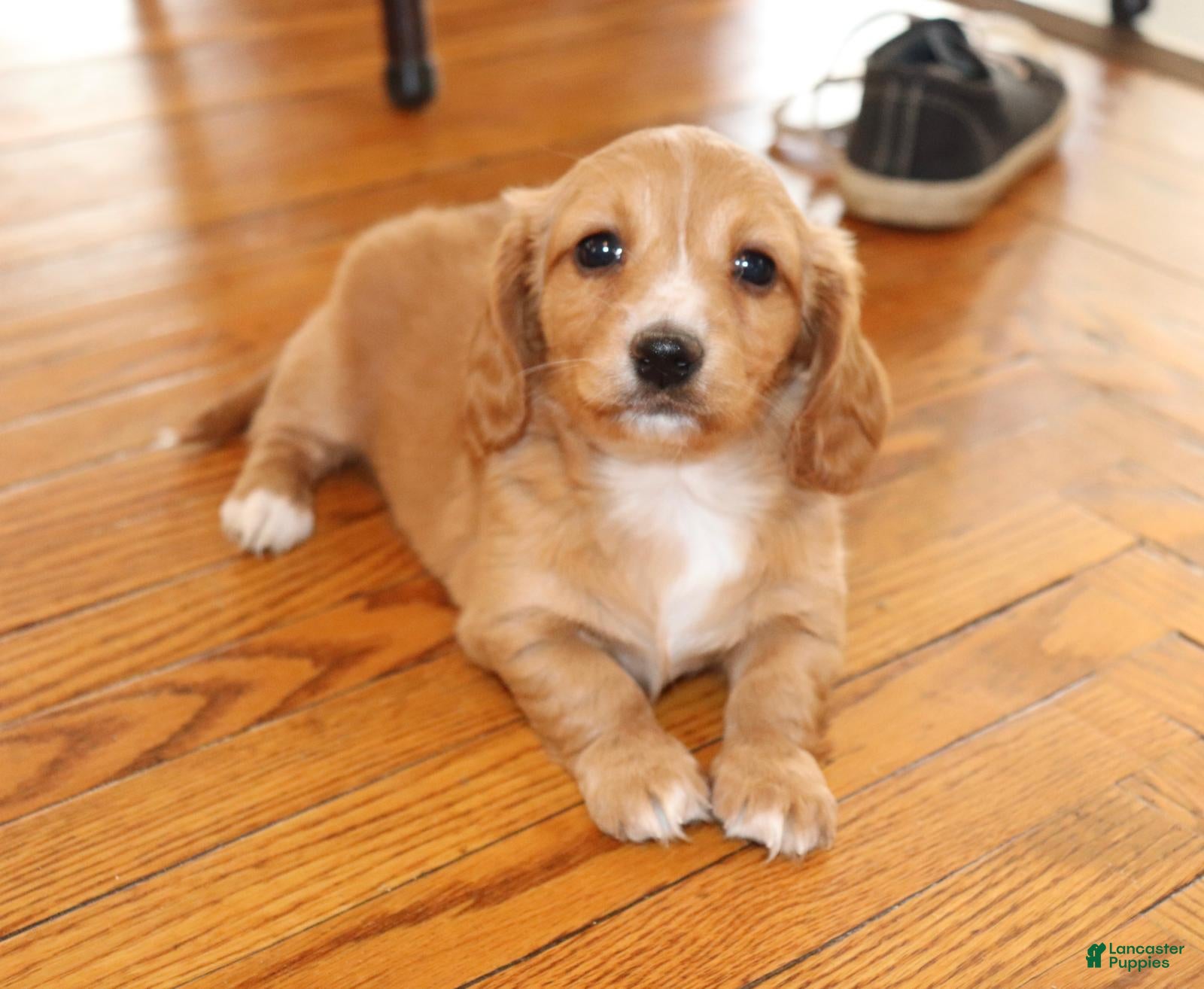 Dachshund dogs Maggie - Ad 2