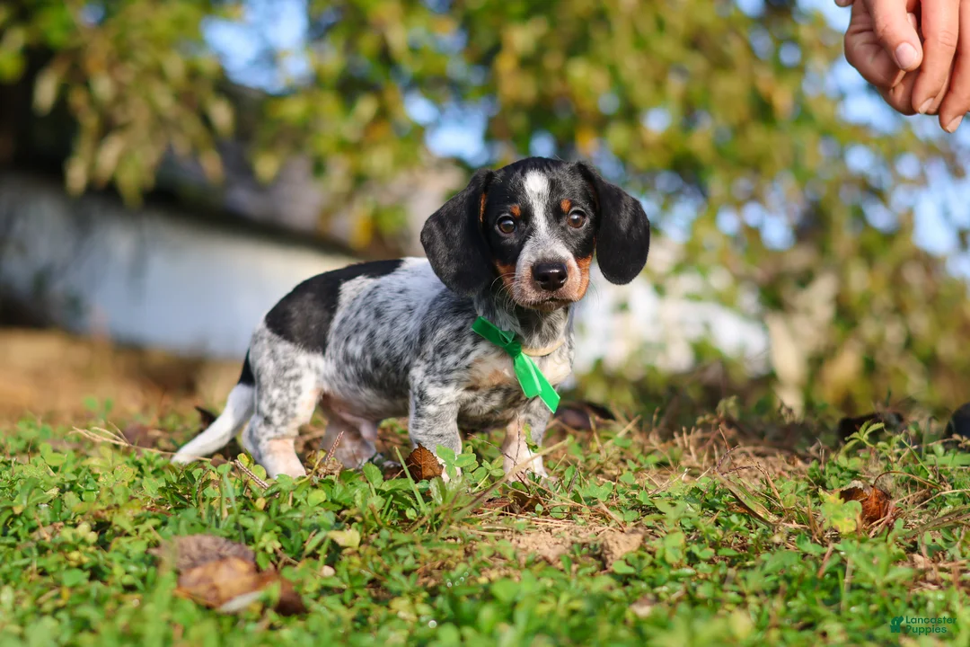 Miniature Dachshund dogs for sale: August - Ad 2