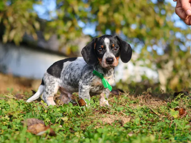 Miniature Dachshund dogs for sale: August - Ad 2
