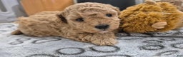 Maltipoo dogs for sale: Billy - Ad 17