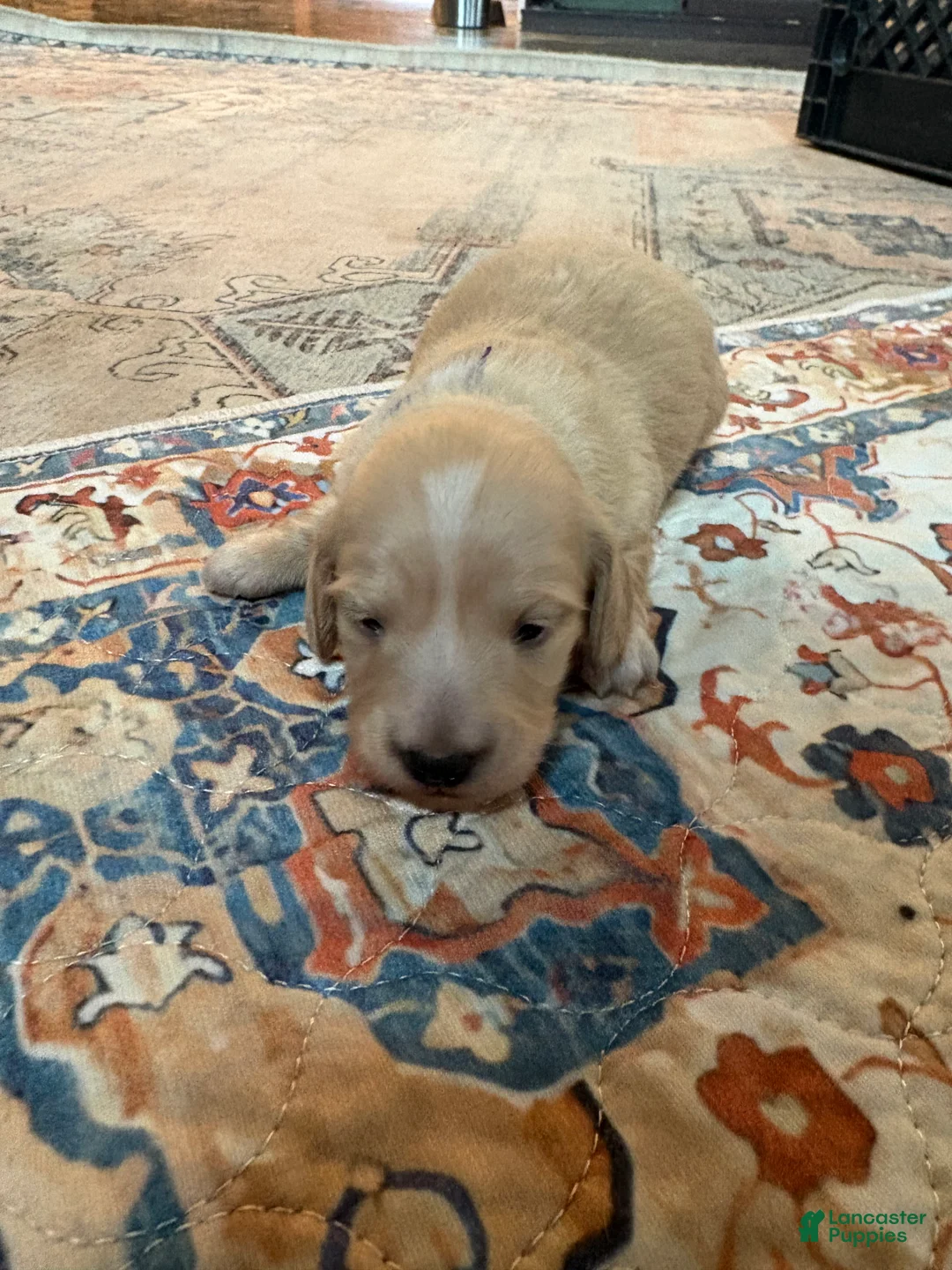 Miniature Dachshund dogs for sale: Ginger - Ad 2