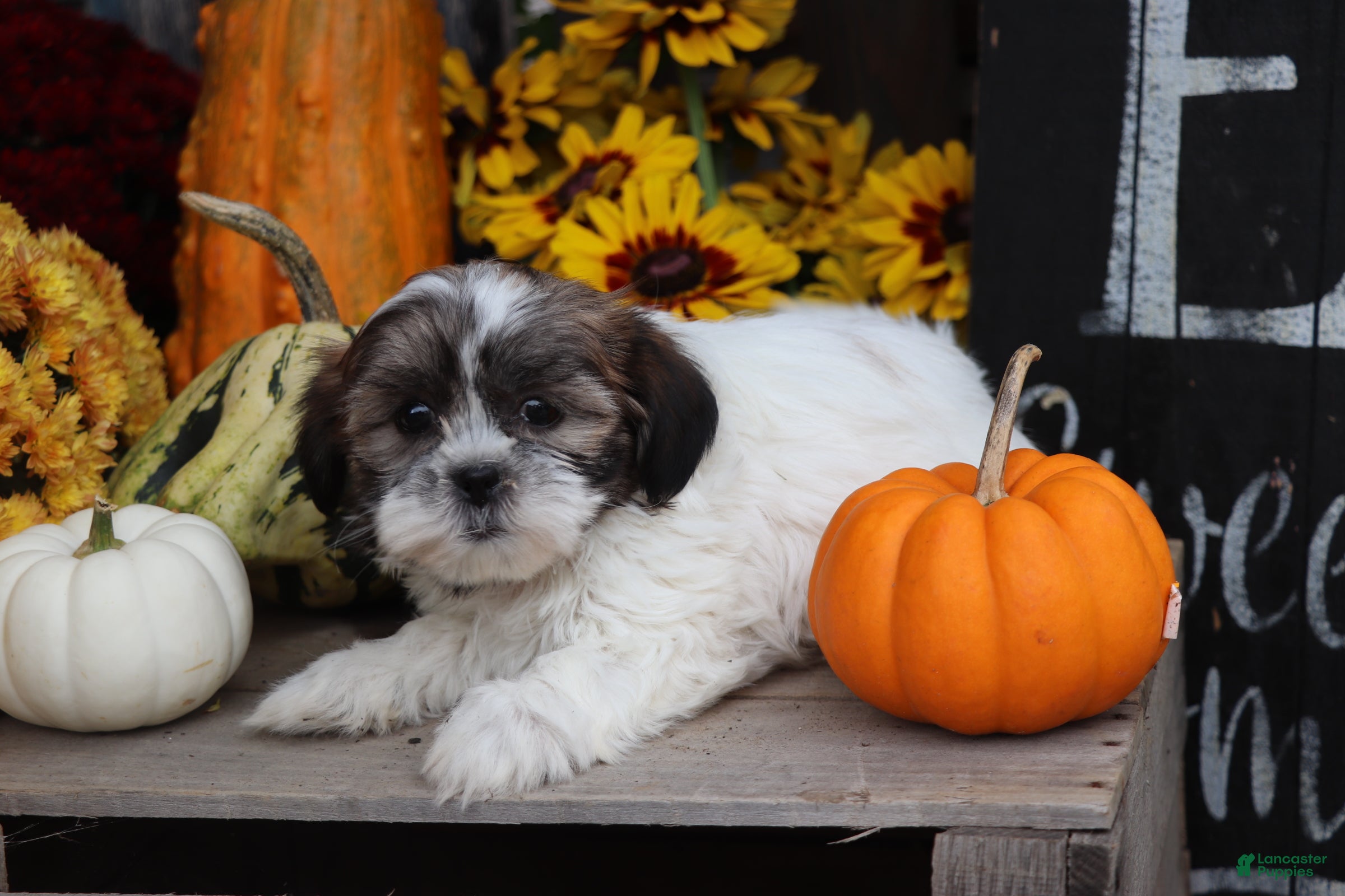 Shih Tzu dogs Pumpkin - Ad 1