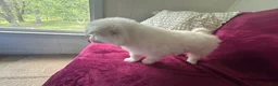 American Eskimo dogs for sale: Kiah - Ad 4