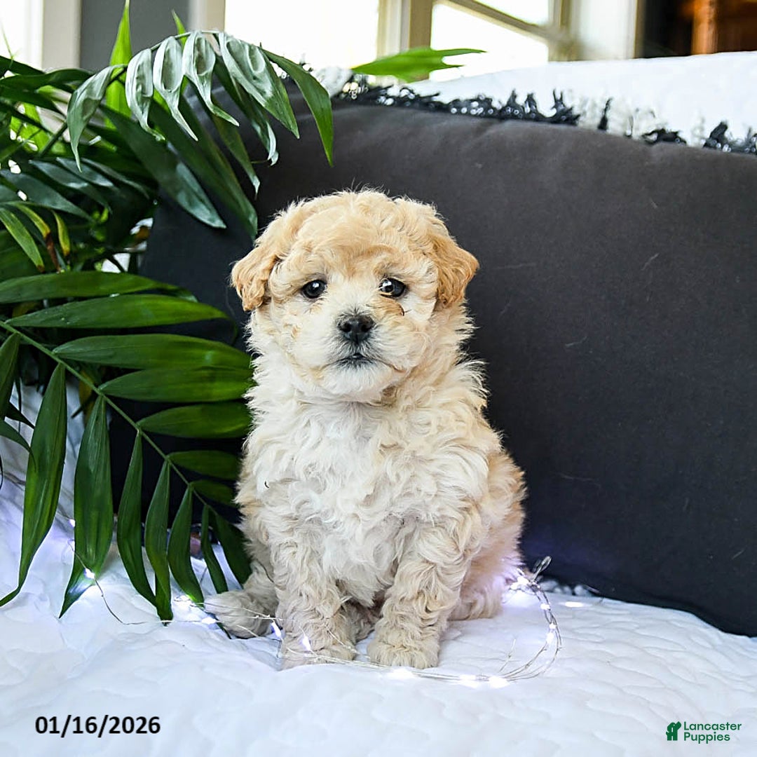 Mixed Breed dogs for sale: Caramel - Ad 3