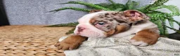 English Bulldog dogs for sale: Fletch - Ad 14