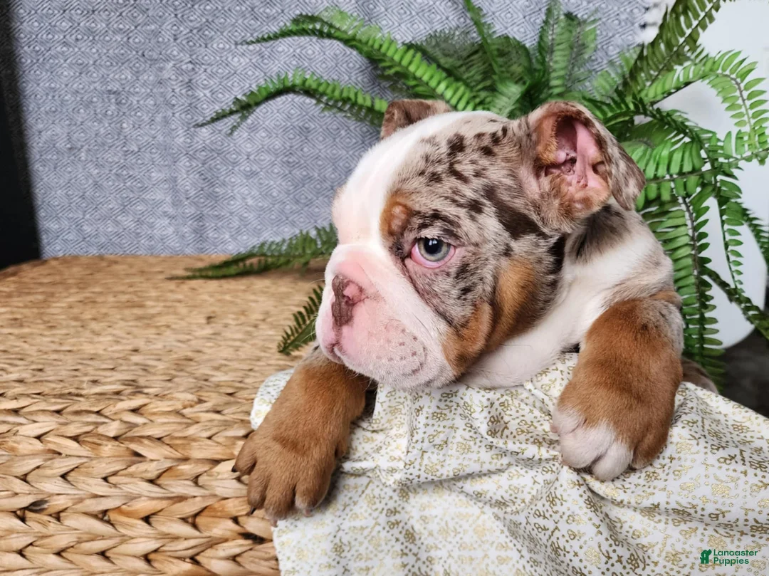 English Bulldog dogs for sale: Fletch - Ad 14