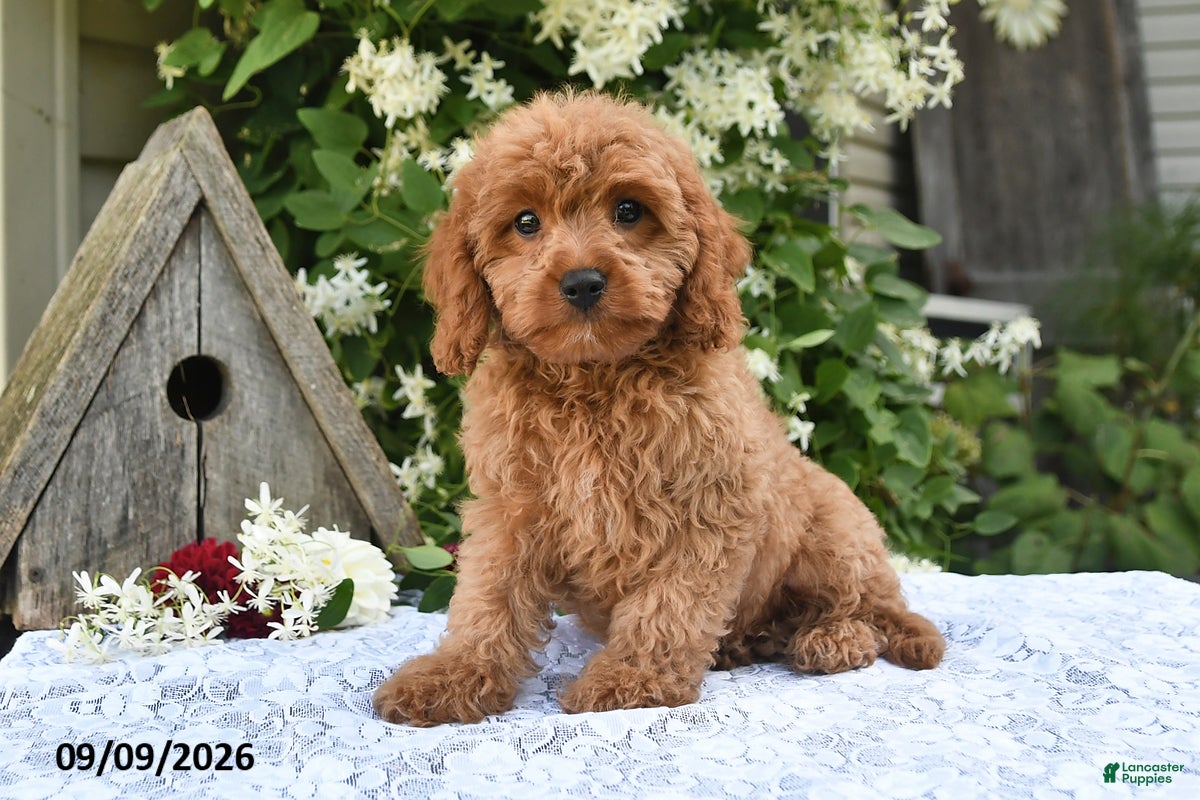 Cavapoo dogs Artie - Ad 1