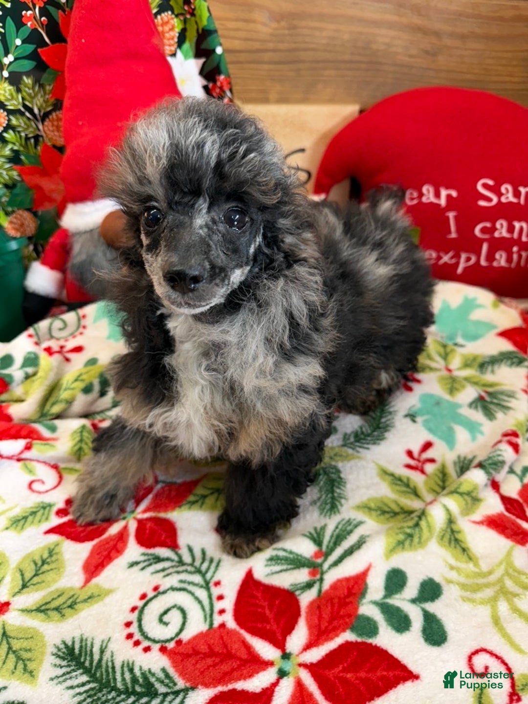 Toy Poodle dogs for sale: Helen - Ad 3