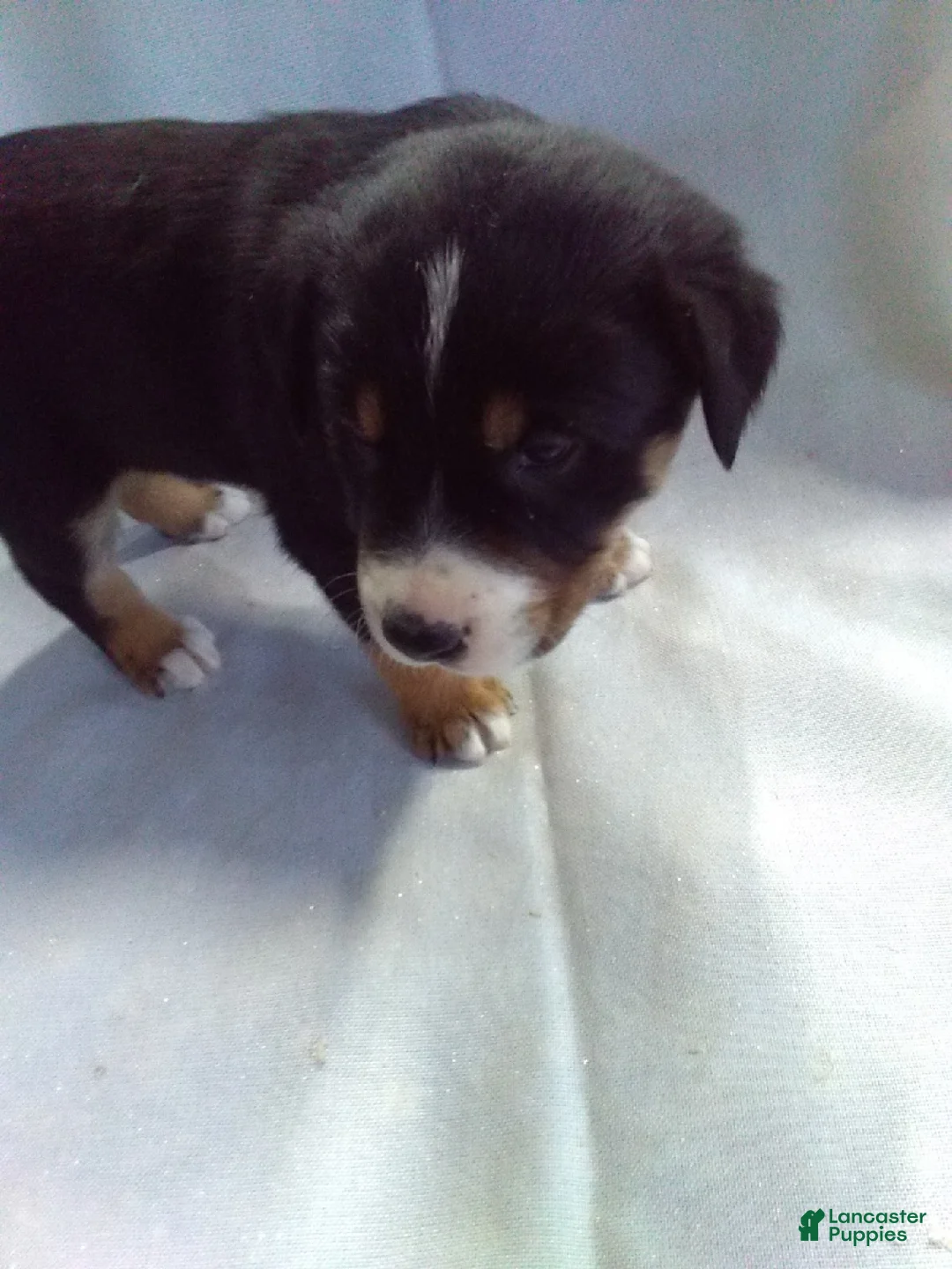 Mixed Breed dogs for sale: Mixed Breed Puppy 3 - Ad 1