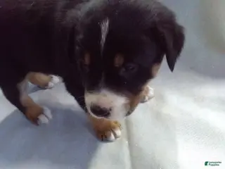 Mixed Breed dogs Mixed Breed Puppy 3 - Ad 33
