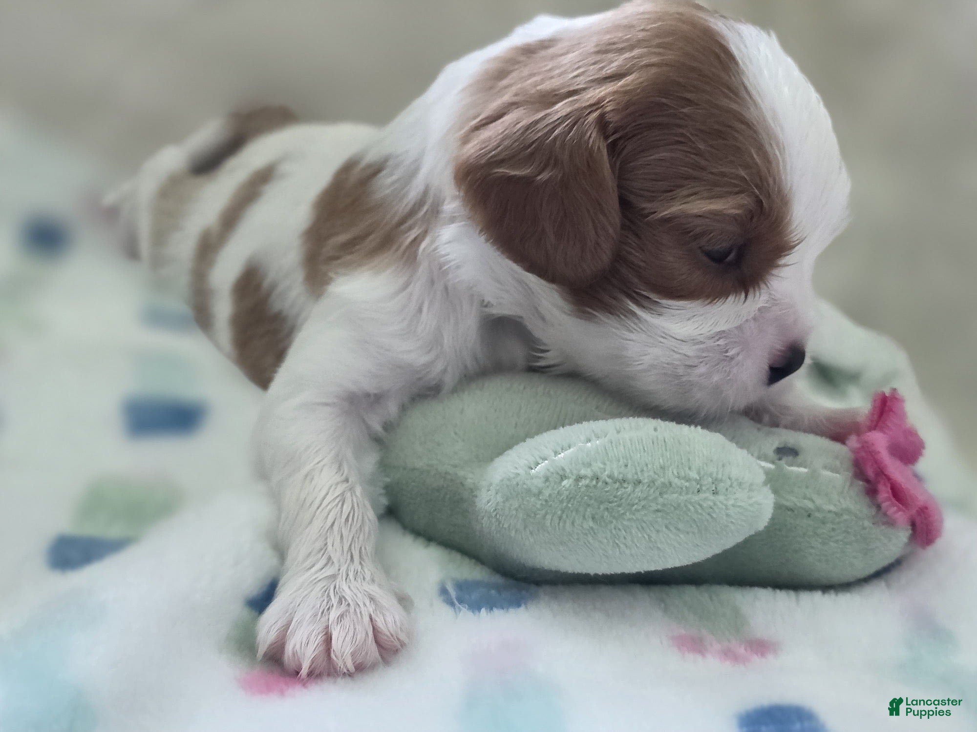 Cavalier King Charles Spaniel dogs Bean - Ad 2