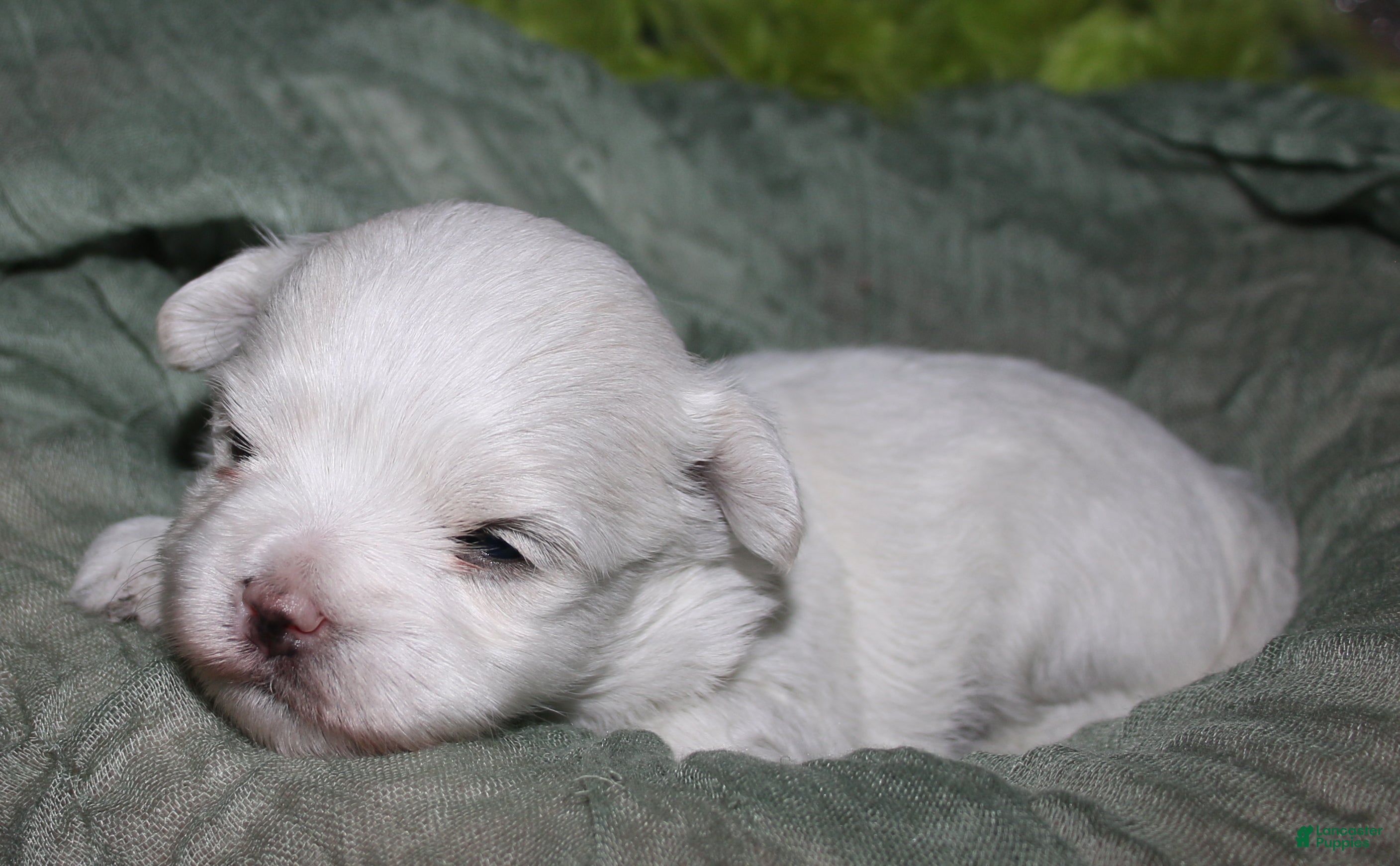 Maltese dogs for sale: Stumpy - Ad 7