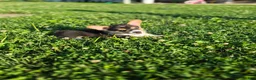 Welsh Corgi Pembroke dogs for sale: Nugget - Ad 2