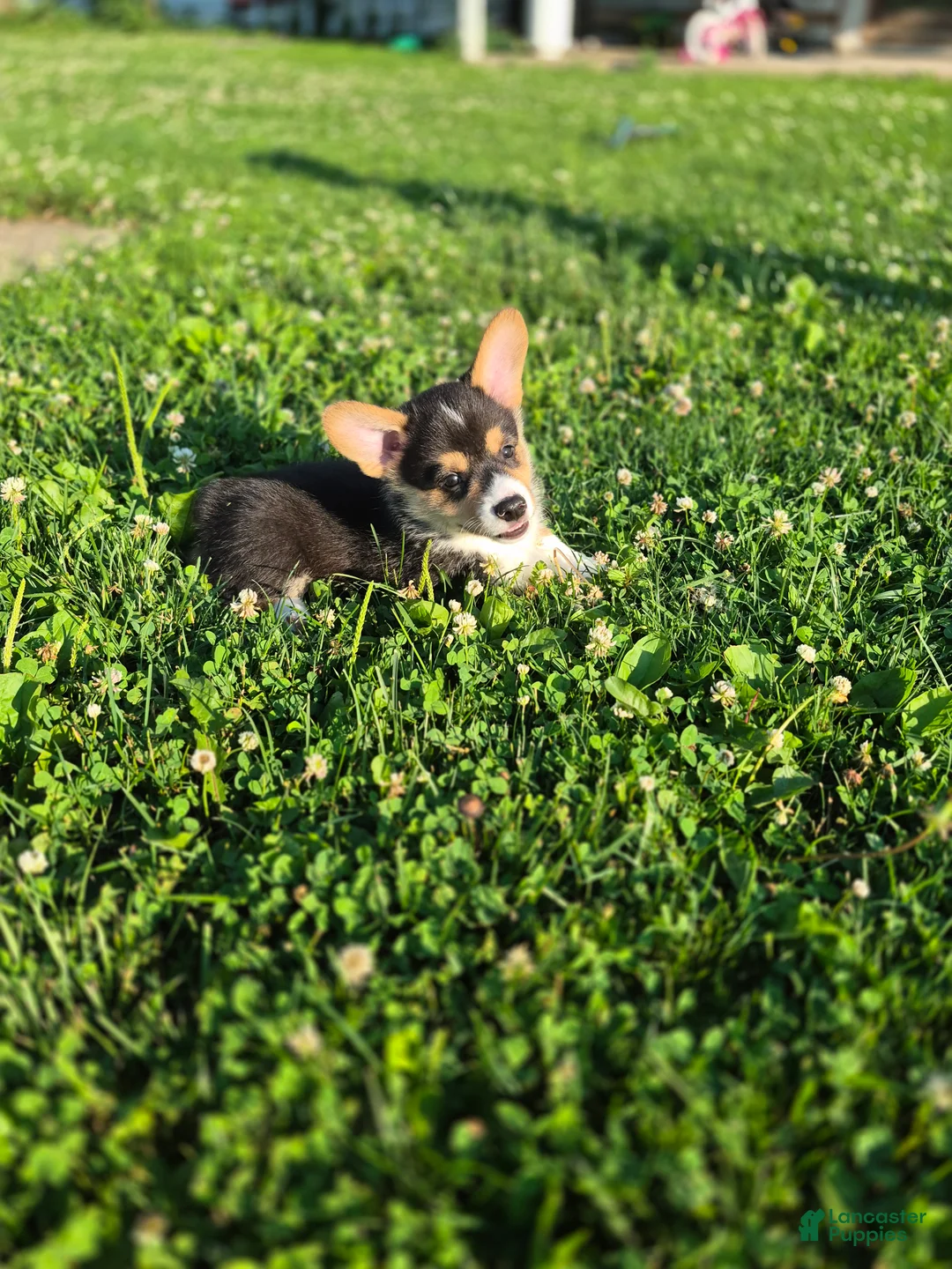 Welsh Corgi Pembroke dogs for sale: Nugget - Ad 2