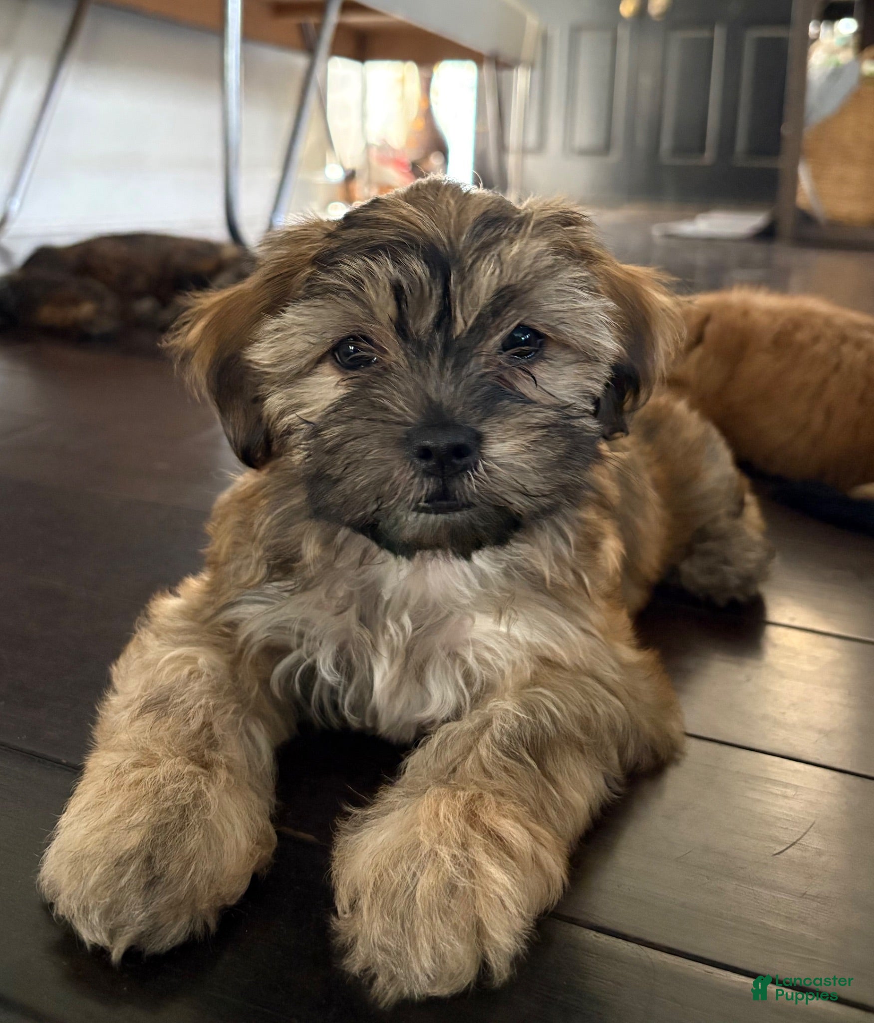 Mixed Breed dogs Cinnamon - Ad 35