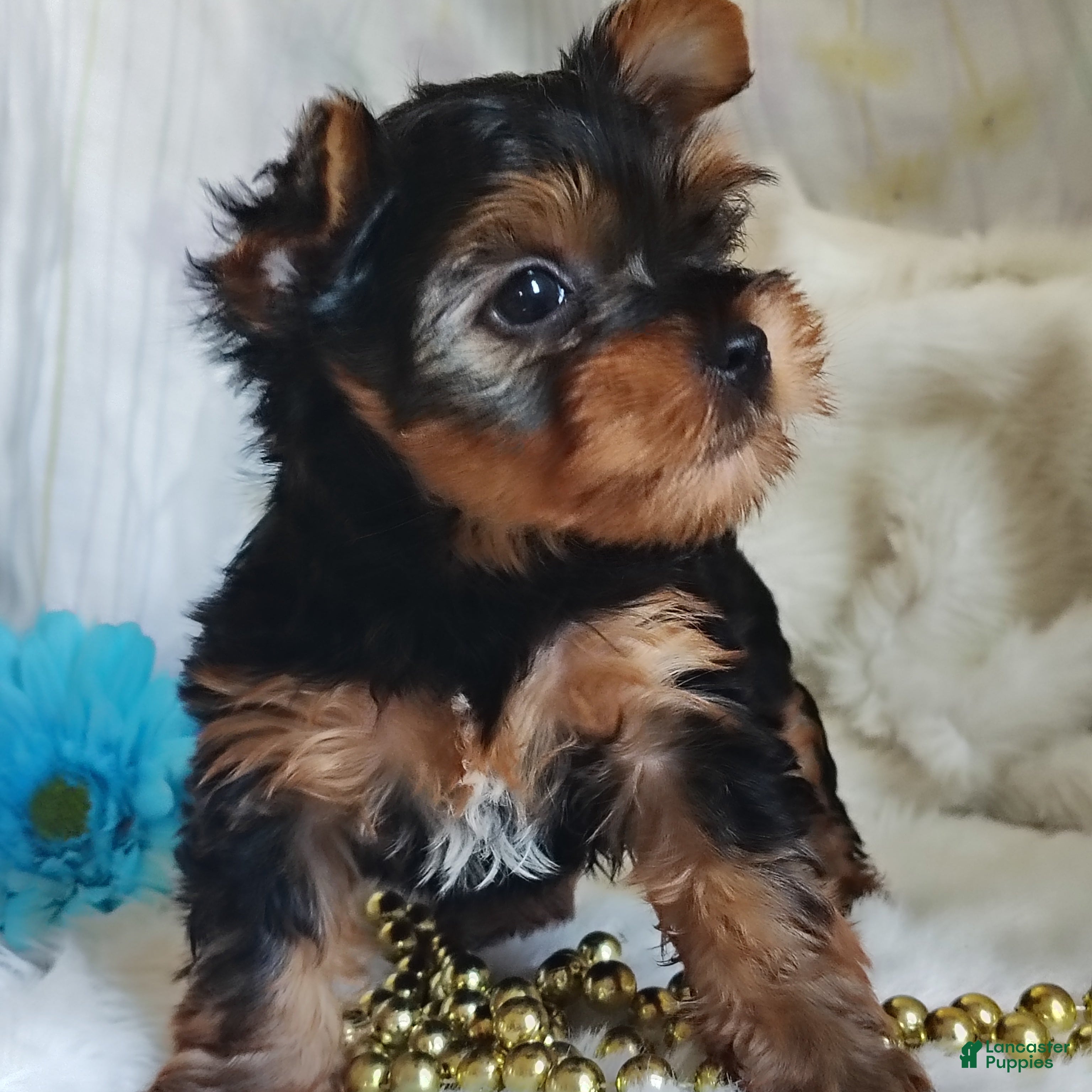 Yorkshire Terrier dogs Linus - Ad 2