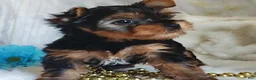 Yorkshire Terrier dogs for sale: Linus - Ad 2