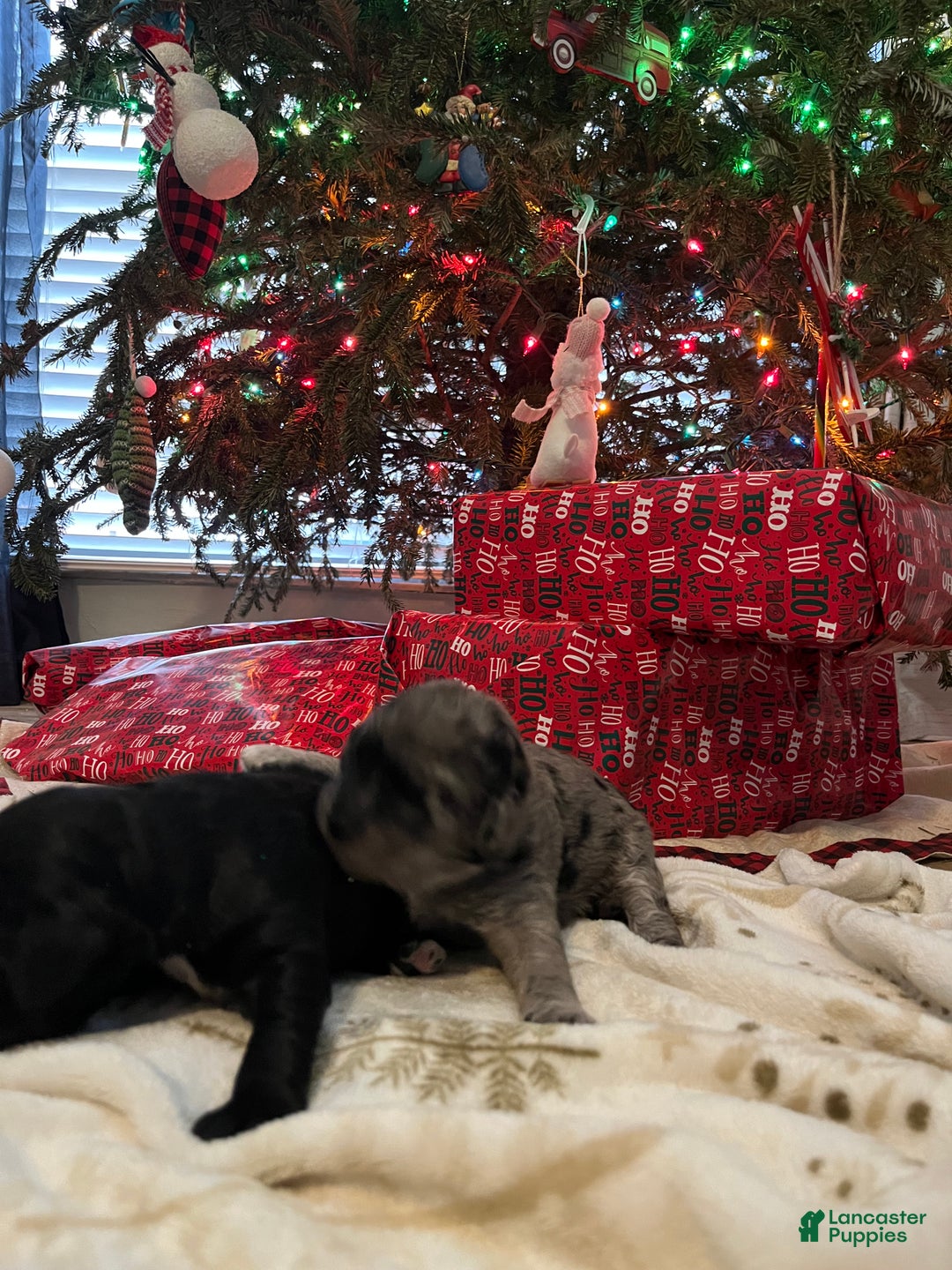 Goldendoodle dogs for sale: Goldendoodle Puppy 4 - Ad 5