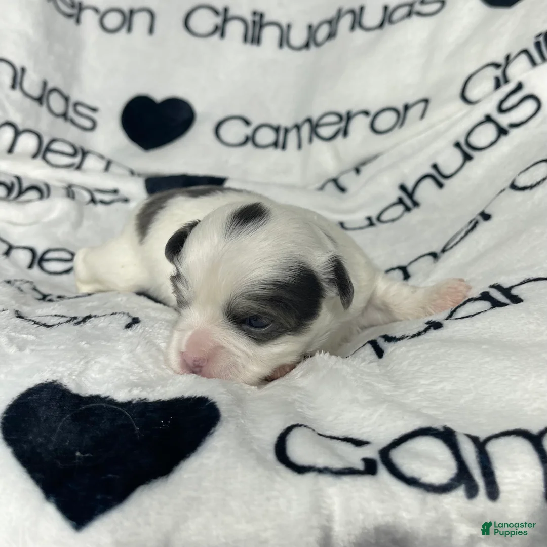 Chihuahua dogs for sale: Gabriel Blue Spotted - Ad 7