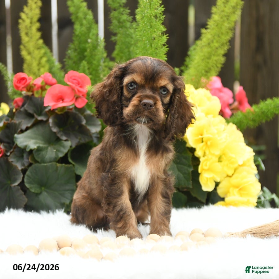 English Cocker Spaniel dogs Sunshine - Ad 1