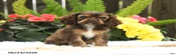 English Cocker Spaniel dogs for sale: Sunshine - Ad 1