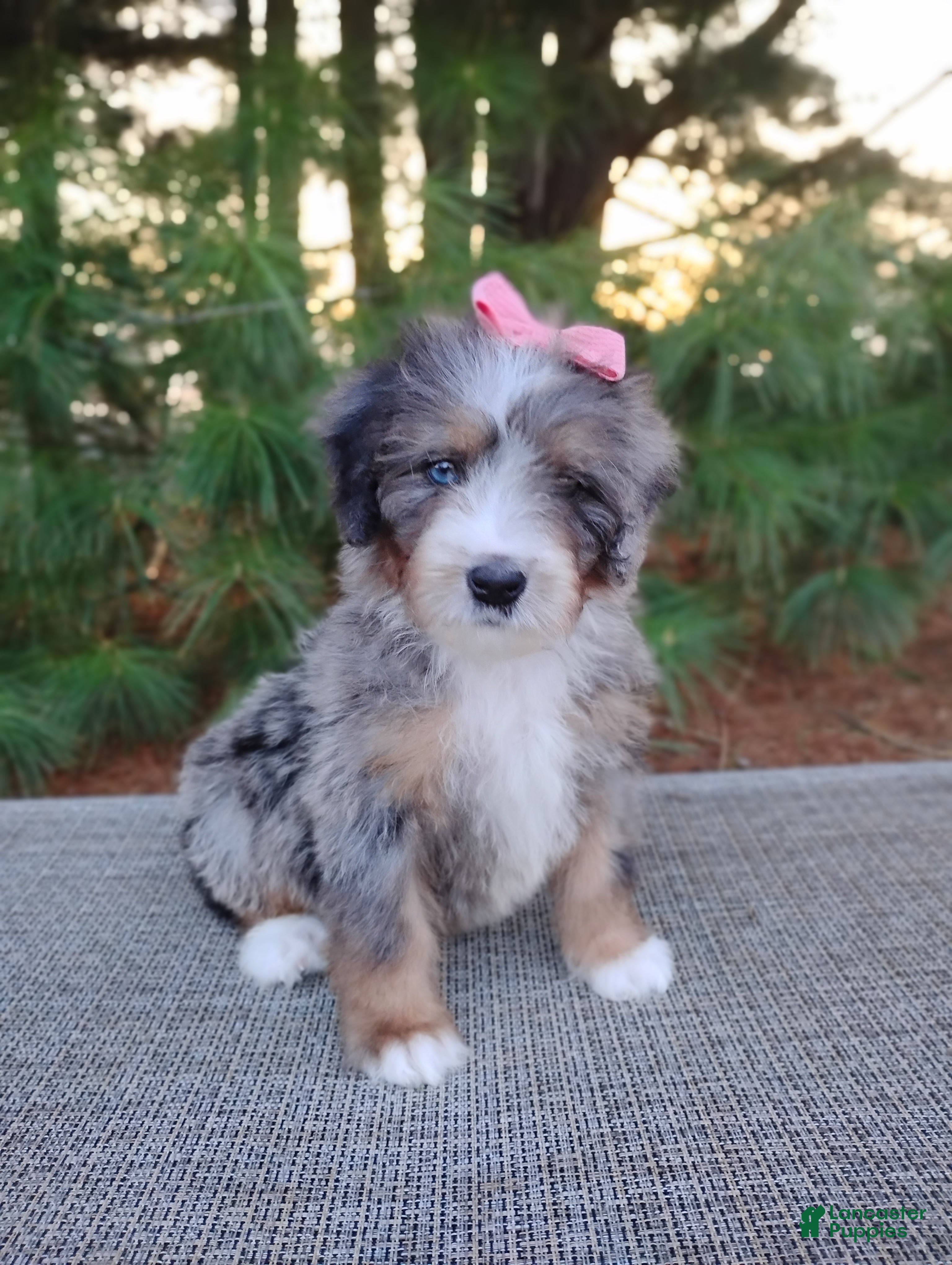 Mini Bernedoodle dogs Rosa - Ad 1