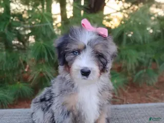 Mini Bernedoodle dogs for sale: Rosa - Ad 1