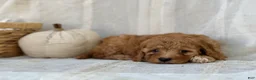 Mini Goldendoodle dogs for sale: Mini Goldendoodle 4 - Ad 3