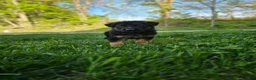 German Shepherd dogs for sale: Cannon - Ad 3