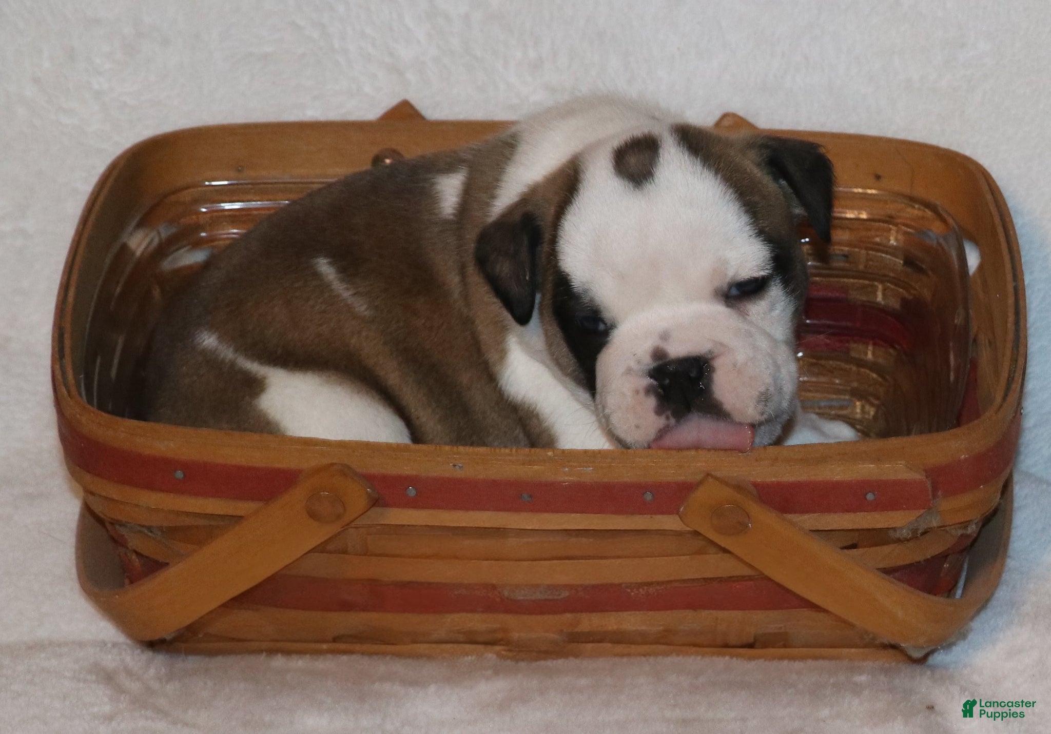 English Bulldog dogs English Bulldog Puppy 4 - Ad 20