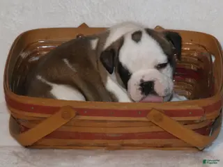 English Bulldog dogs English Bulldog Puppy 4 - Ad 15