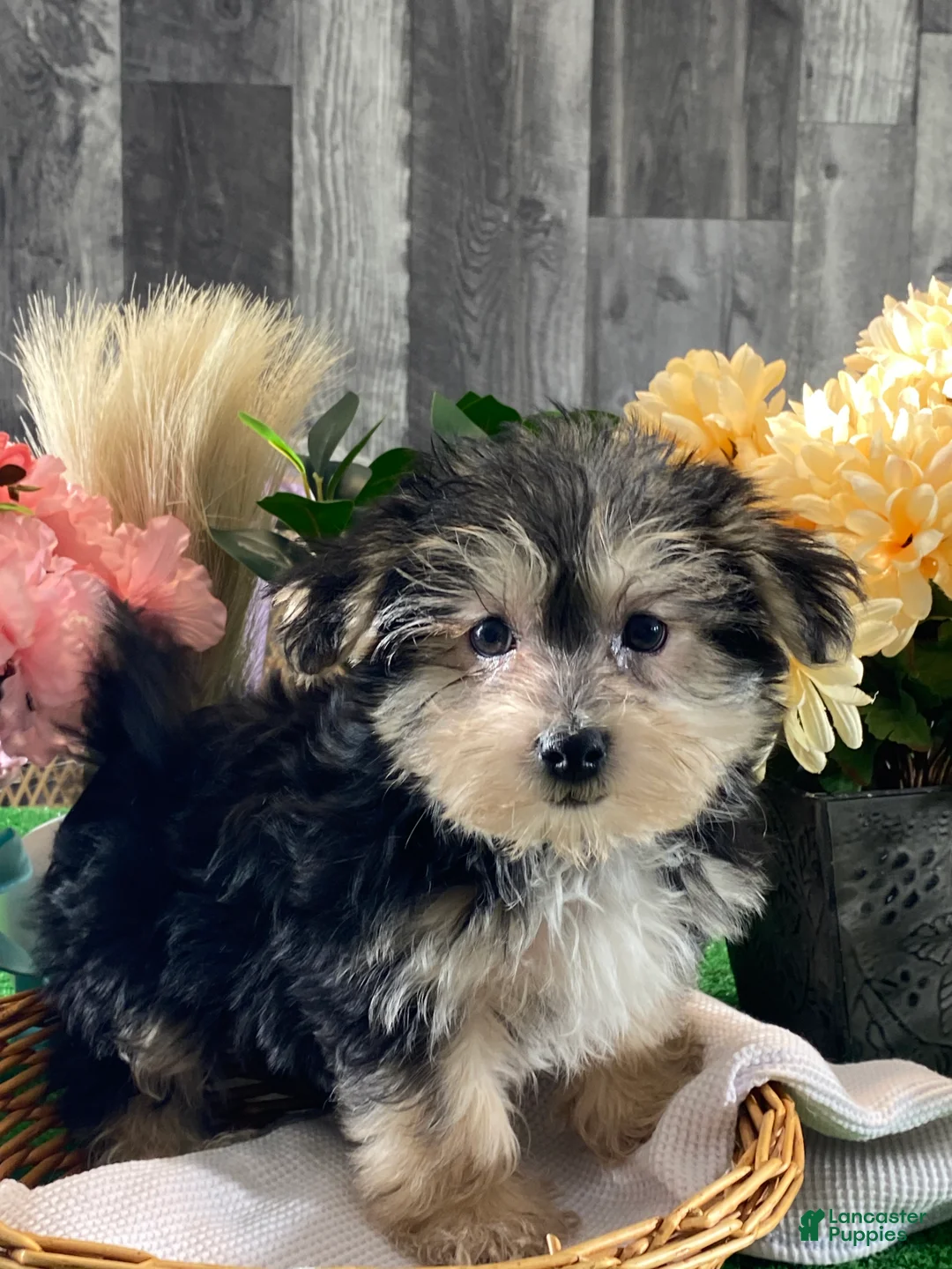 Morkie dogs for sale: Timmy - Ad 4