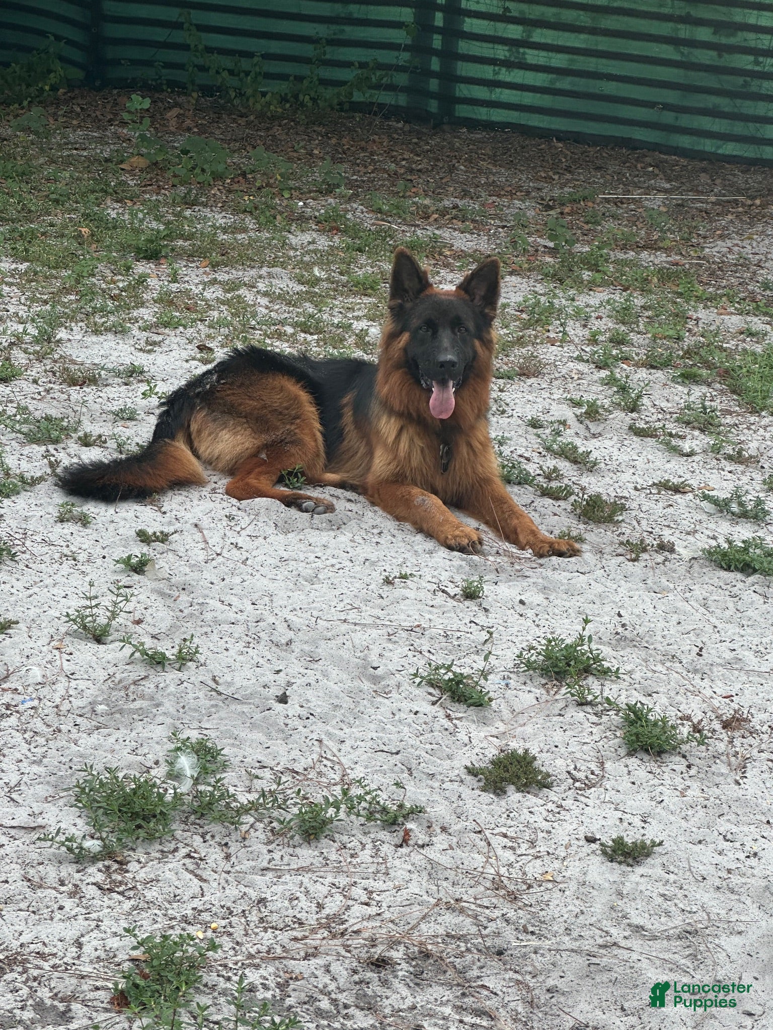 German Shepherd dogs German Shepherd 1 - Ad 38